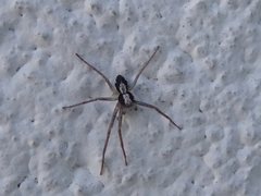 Pulchellodromus pulchellus