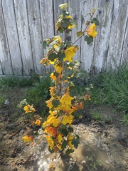 Fremontodendron