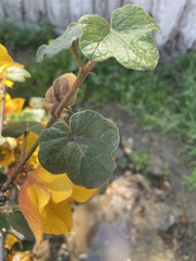 Fremontodendron