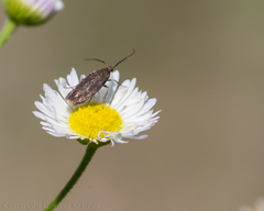 Scythris fuscicomella