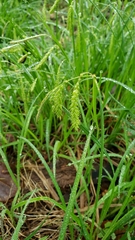 Carex prasina
