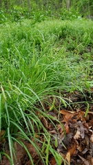 Carex prasina
