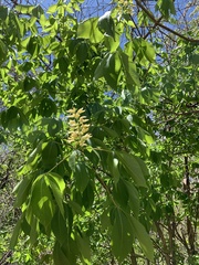 Aesculus glabra glabra