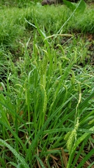 Carex prasina