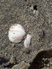 Heterodonax pacificus