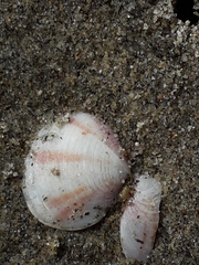 Heterodonax pacificus