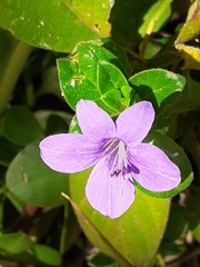Barleria gueinzii