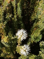 Stilbaceae