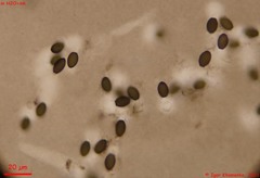 Schizothecium cervinum