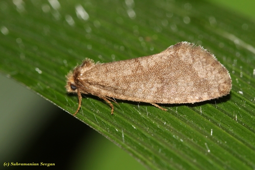 Taleporia aethiopica