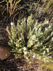 Stilbaceae