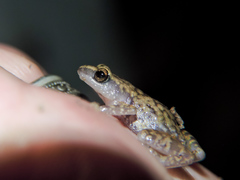 Eleutherodactylus modestus