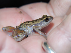 Eleutherodactylus modestus