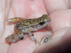 Eleutherodactylus modestus