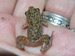 Eleutherodactylus modestus