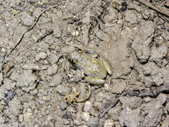 Eleutherodactylus modestus