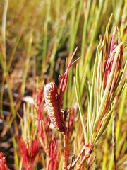 Eutelia catephioides