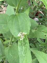 Calycomyza platyptera