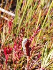 Eutelia catephioides