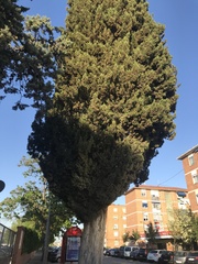 Cupressus sempervirens