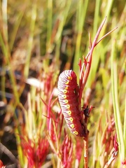 Eutelia catephioides