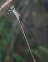 Lestes pallidus