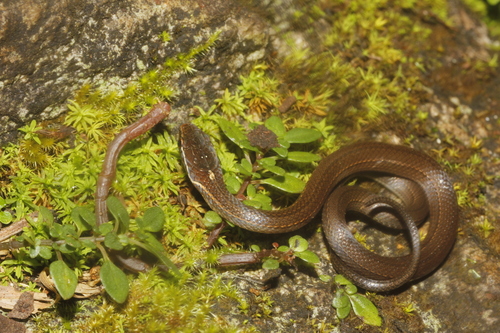 Marcella's Graceful Brown Snake