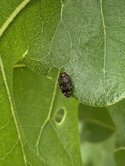 Brachys ovatus