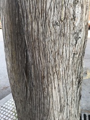 Cupressus sempervirens