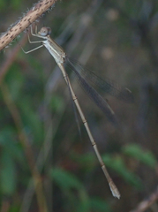 Lestes pallidus