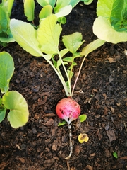 Raphanus sativus radicula