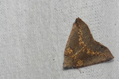 Cassythaphaga macarta