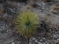 Agave stricta
