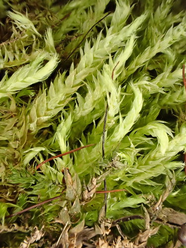 Brachythecium rivulare