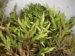 Homalothecium philippeanum