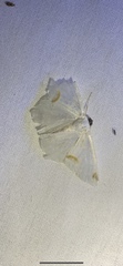 Sericoptera mahometaria