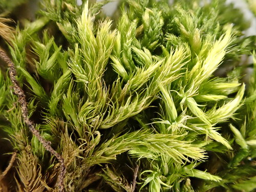 Homalothecium philippeanum observed 2021-05-02