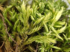 Homalothecium philippeanum