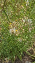 Picris burbidgeae