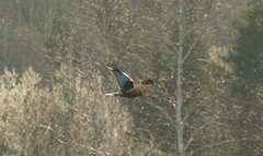 Circus aeruginosus