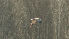 Circus aeruginosus