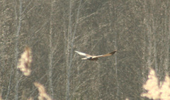 Circus aeruginosus