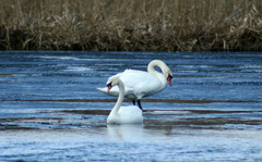 Cygnus olor