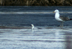 Mergellus albellus
