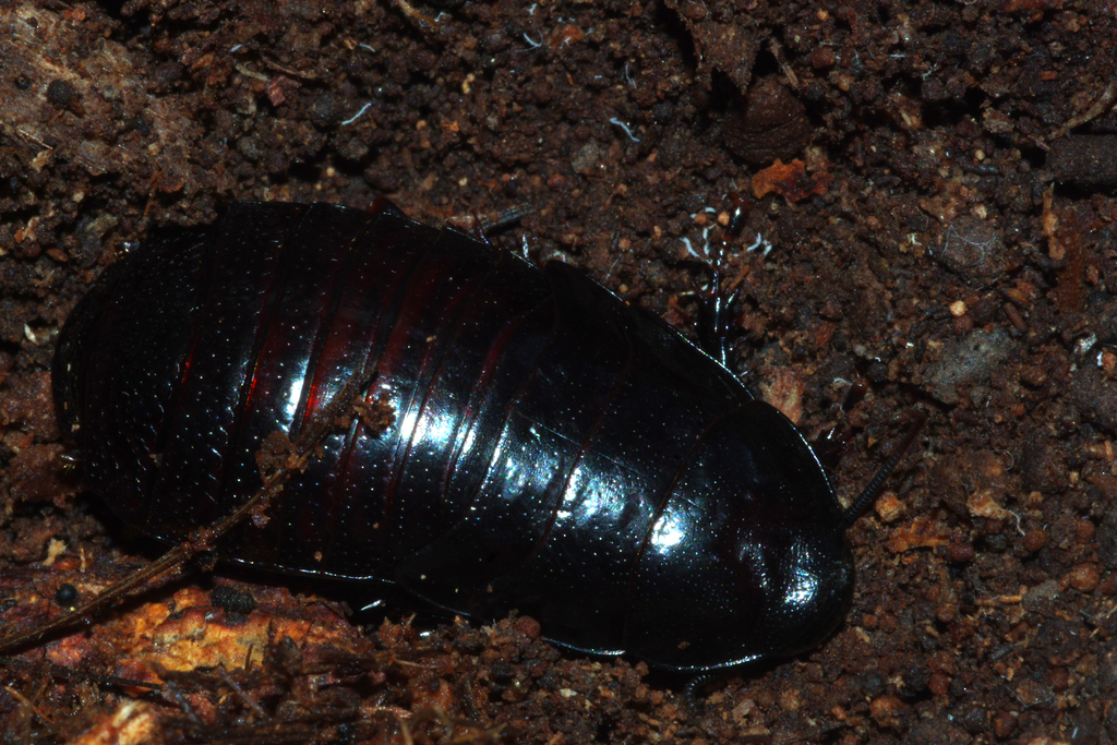Australian wood cockroach from Melbourne VIC, Australia on May 01, 2021