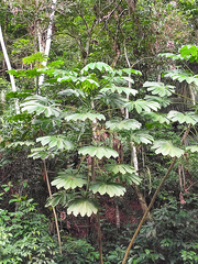 Cecropia pachystachya