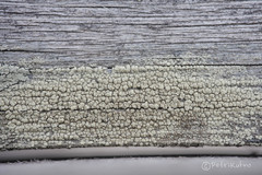 Lecanora varia