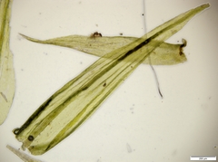 Homalothecium philippeanum