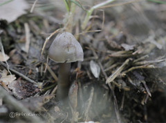 Mycena plumipes