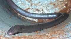 Amblyodipsas polylepis